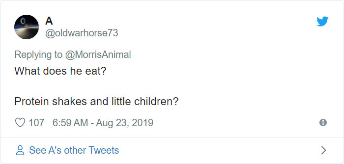 After People Went Crazy Over This 26lb Chonky Cat, He Finally Gets Adopted