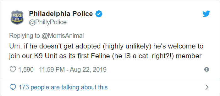 After People Went Crazy Over This 26lb Chonky Cat, He Finally Gets Adopted