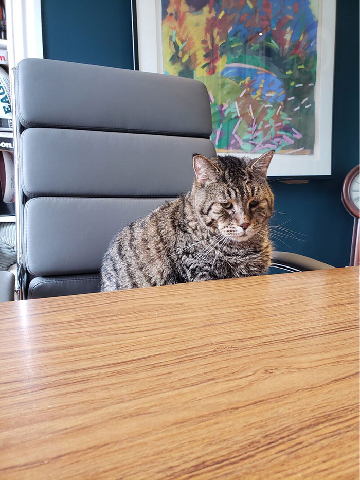 After People Went Crazy Over This 26lb Chonky Cat, He Finally Gets Adopted After People Went Crazy Over This 26lb Chonky Cat, He Finally Gets Adopted