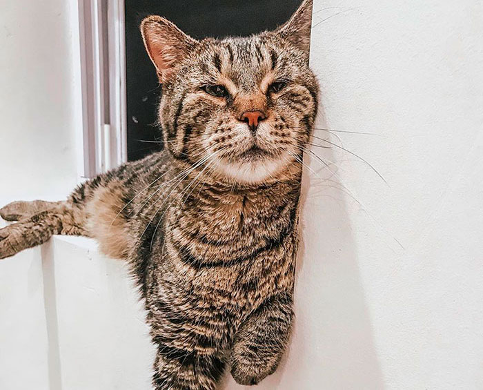 After People Went Crazy Over This 26lb Chonky Cat, He Finally Gets Adopted