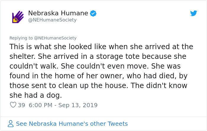 Dog That Couldn't Even Move Due To Extremely Matted Fur Gets A Life-Saving Makeover Dog That Couldn't Even Move Due To Extremely Matted Fur Gets A Life-Saving Makeover