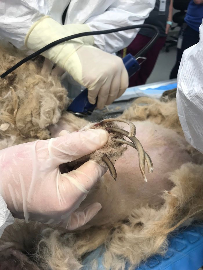 Dog That Couldn't Even Move Due To Extremely Matted Fur Gets A Life-Saving Makeover Dog That Couldn't Even Move Due To Extremely Matted Fur Gets A Life-Saving Makeover
