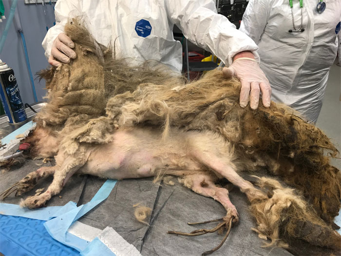 Dog That Couldn't Even Move Due To Extremely Matted Fur Gets A Life-Saving Makeover Dog That Couldn't Even Move Due To Extremely Matted Fur Gets A Life-Saving Makeover