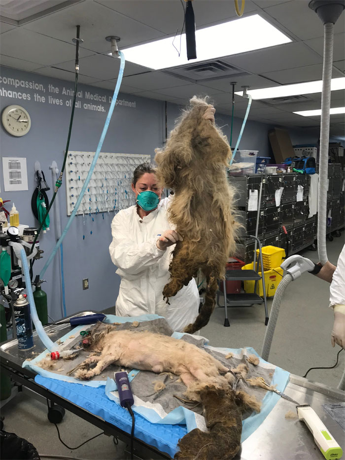 Dog That Couldn't Even Move Due To Extremely Matted Fur Gets A Life-Saving Makeover Dog That Couldn't Even Move Due To Extremely Matted Fur Gets A Life-Saving Makeover