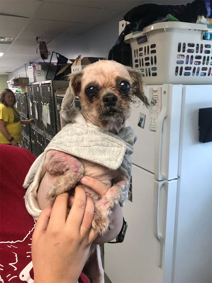 Dog That Couldn't Even Move Due To Extremely Matted Fur Gets A Life-Saving Makeover Dog That Couldn't Even Move Due To Extremely Matted Fur Gets A Life-Saving Makeover