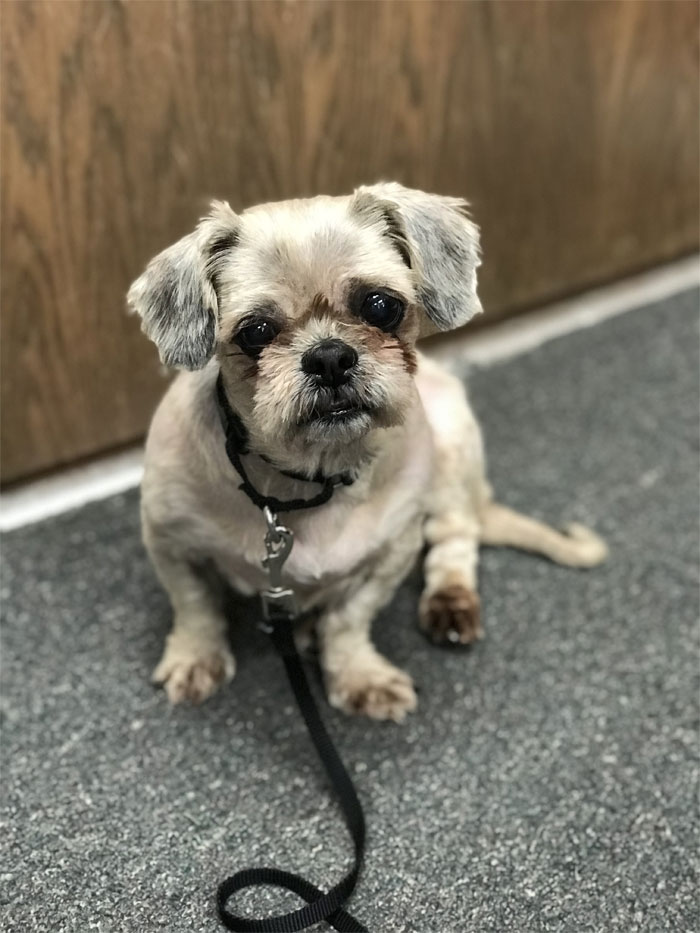 Dog That Couldn't Even Move Due To Extremely Matted Fur Gets A Life-Saving Makeover Dog That Couldn't Even Move Due To Extremely Matted Fur Gets A Life-Saving Makeover