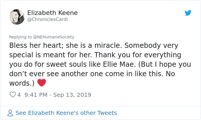 Dog That Couldn't Even Move Due To Extremely Matted Fur Gets A Life-Saving Makeover