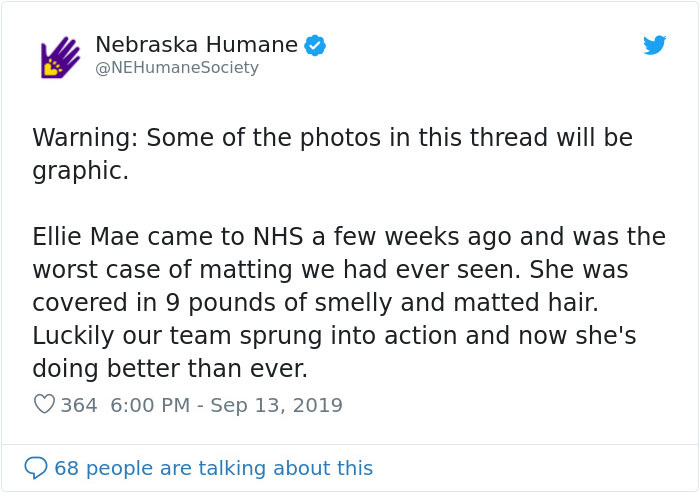 Dog That Couldn't Even Move Due To Extremely Matted Fur Gets A Life-Saving Makeover