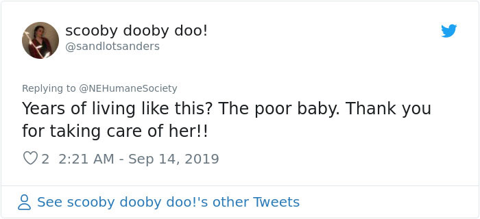 Dog That Couldn't Even Move Due To Extremely Matted Fur Gets A Life-Saving Makeover