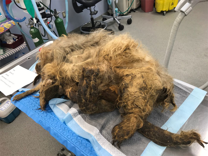 Dog That Couldn't Even Move Due To Extremely Matted Fur Gets A Life-Saving Makeover Dog That Couldn't Even Move Due To Extremely Matted Fur Gets A Life-Saving Makeover