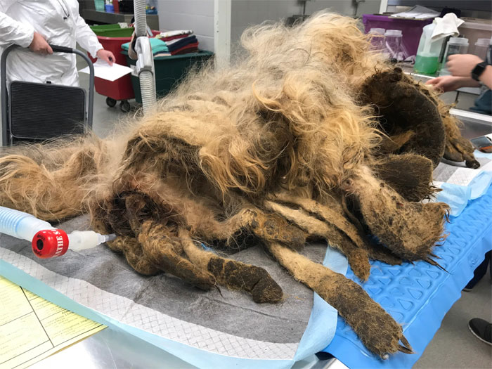 Dog That Couldn't Even Move Due To Extremely Matted Fur Gets A Life-Saving Makeover Dog That Couldn't Even Move Due To Extremely Matted Fur Gets A Life-Saving Makeover