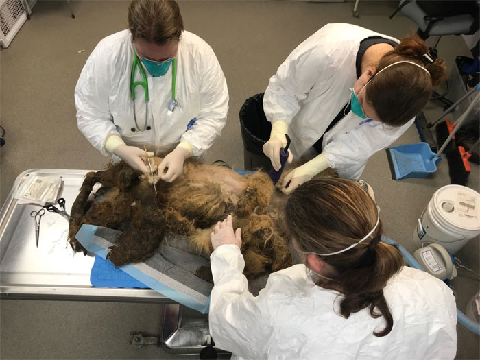 Dog That Couldn't Even Move Due To Extremely Matted Fur Gets A Life-Saving Makeover Dog That Couldn't Even Move Due To Extremely Matted Fur Gets A Life-Saving Makeover