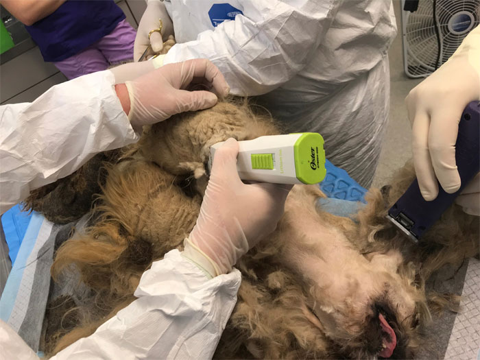 Dog That Couldn't Even Move Due To Extremely Matted Fur Gets A Life-Saving Makeover Dog That Couldn't Even Move Due To Extremely Matted Fur Gets A Life-Saving Makeover