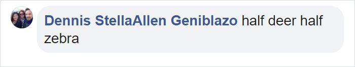 This Baby Zebra Was Born With Spots Instead Of Stripes This Baby Zebra Was Born With Spots Instead Of Stripes