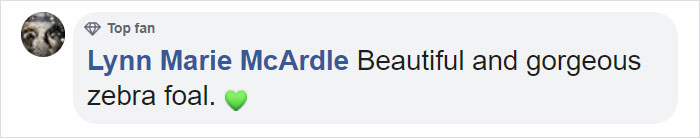 This Baby Zebra Was Born With Spots Instead Of Stripes