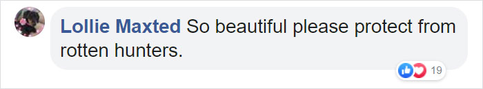 This Baby Zebra Was Born With Spots Instead Of Stripes