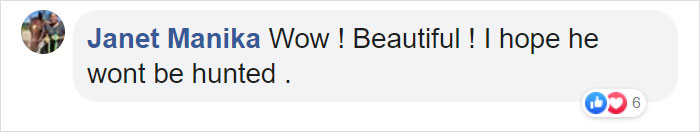 This Baby Zebra Was Born With Spots Instead Of Stripes