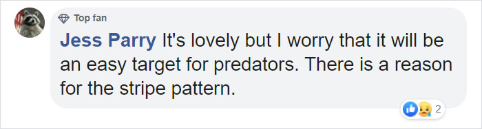 This Baby Zebra Was Born With Spots Instead Of Stripes This Baby Zebra Was Born With Spots Instead Of Stripes