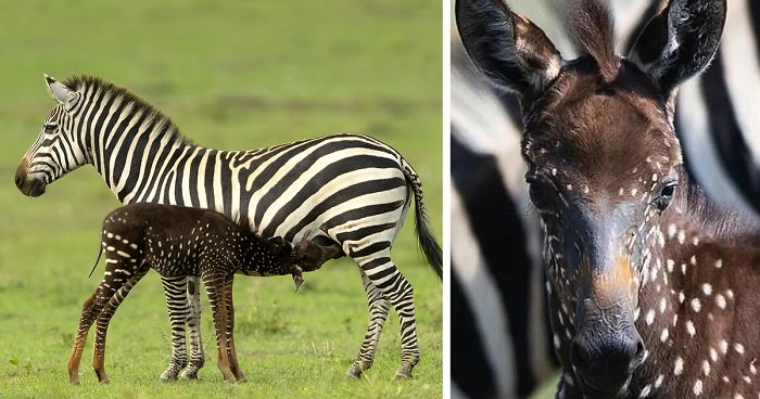 This Baby Zebra Was Born With Spots Instead Of Stripes