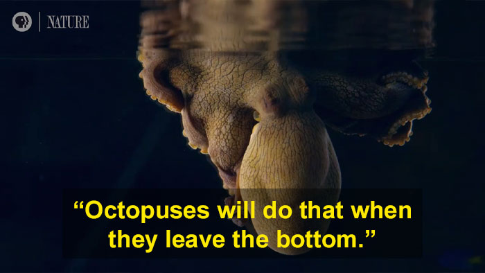 Someone Films This Octopus Changing Colors While Dreaming And It's Spectacular Someone Films This Octopus Changing Colors While Dreaming And It's Spectacular