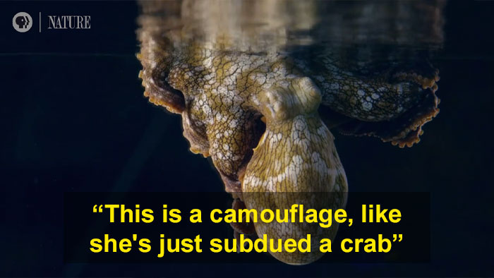 Someone Films This Octopus Changing Colors While Dreaming And It's Spectacular Someone Films This Octopus Changing Colors While Dreaming And It's Spectacular