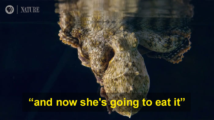 Someone Films This Octopus Changing Colors While Dreaming And It's Spectacular Someone Films This Octopus Changing Colors While Dreaming And It's Spectacular