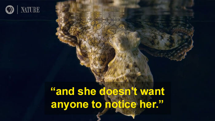 Someone Films This Octopus Changing Colors While Dreaming And It's Spectacular Someone Films This Octopus Changing Colors While Dreaming And It's Spectacular