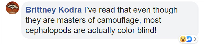 Someone Films This Octopus Changing Colors While Dreaming And It's Spectacular Someone Films This Octopus Changing Colors While Dreaming And It's Spectacular