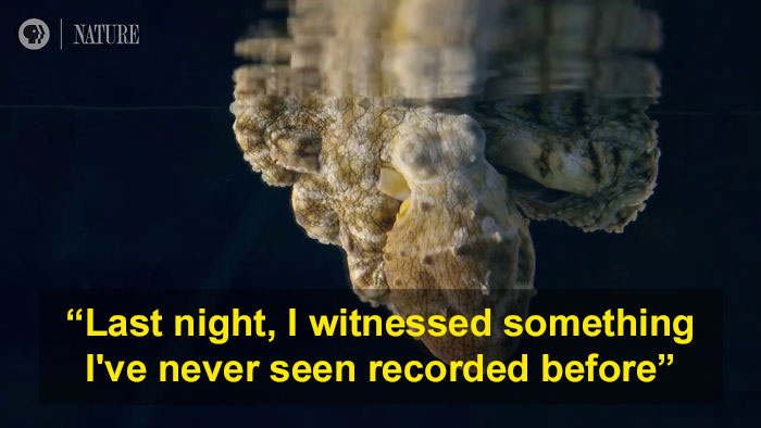 Someone Films This Octopus Changing Colors While Dreaming And It's Spectacular Someone Films This Octopus Changing Colors While Dreaming And It's Spectacular