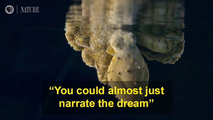 Someone Films This Octopus Changing Colors While Dreaming And It's Spectacular Someone Films This Octopus Changing Colors While Dreaming And It's Spectacular