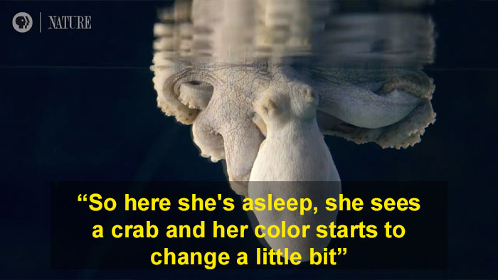 Someone Films This Octopus Changing Colors While Dreaming And It's Spectacular Someone Films This Octopus Changing Colors While Dreaming And It's Spectacular
