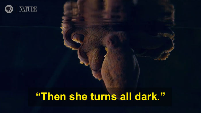 Someone Films This Octopus Changing Colors While Dreaming And It's Spectacular Someone Films This Octopus Changing Colors While Dreaming And It's Spectacular