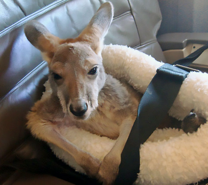 Emotional Support Kangaroo