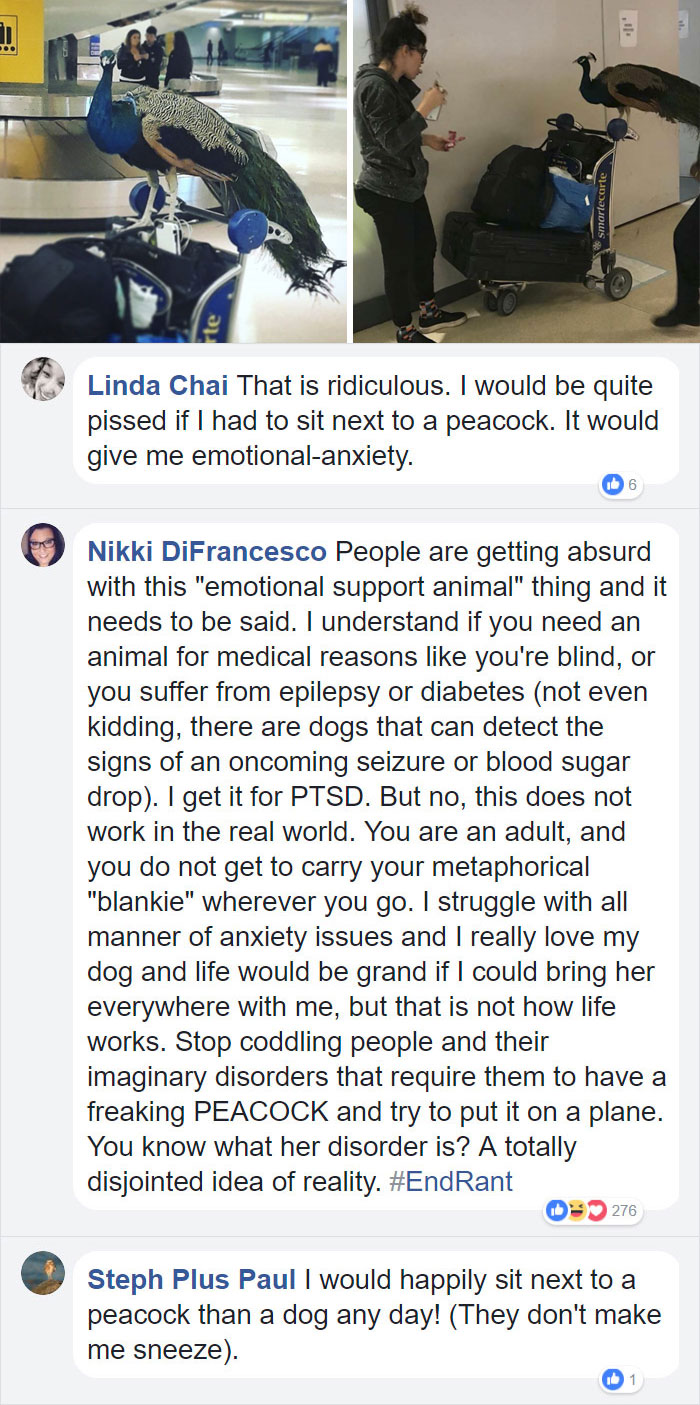 Emotional Support Peacock, Trying To Board A Flight From Newark To L.a