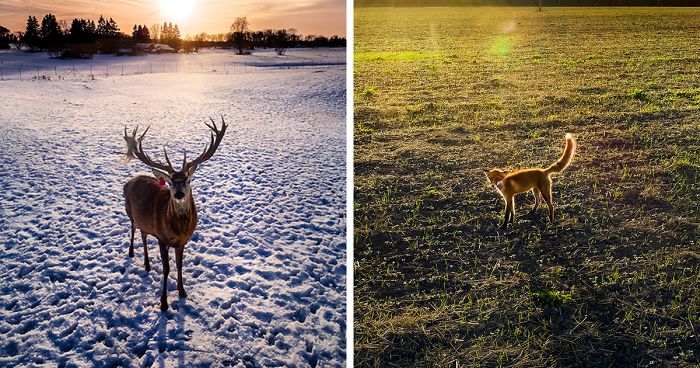 I Capture Wild Animals And Stunning Landscapes In Lithuania Using My Drone (22 Pics)