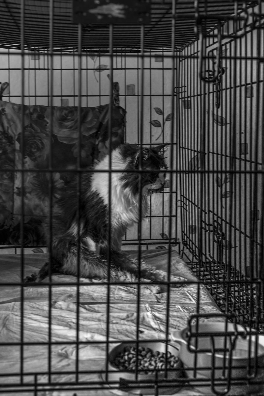 I Capture A Heartbreaking Story About A Woman That Dedicated Her Life To Stray Cats Despite Her Own Hardships I Capture A Heartbreaking Story About A Woman That Dedicated Her Life To Stray Cats Despite Her Own Hardships