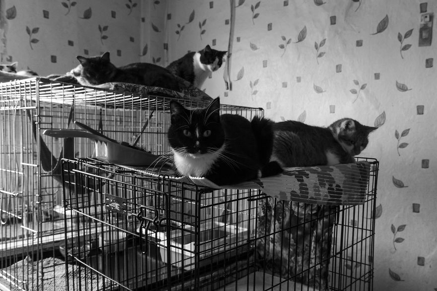 I Capture A Heartbreaking Story About A Woman That Dedicated Her Life To Stray Cats Despite Her Own Hardships