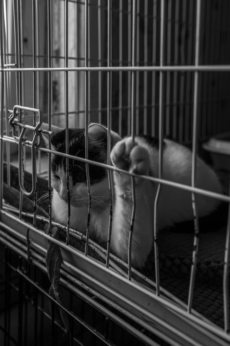 I Capture A Heartbreaking Story About A Woman That Dedicated Her Life To Stray Cats Despite Her Own Hardships I Capture A Heartbreaking Story About A Woman That Dedicated Her Life To Stray Cats Despite Her Own Hardships