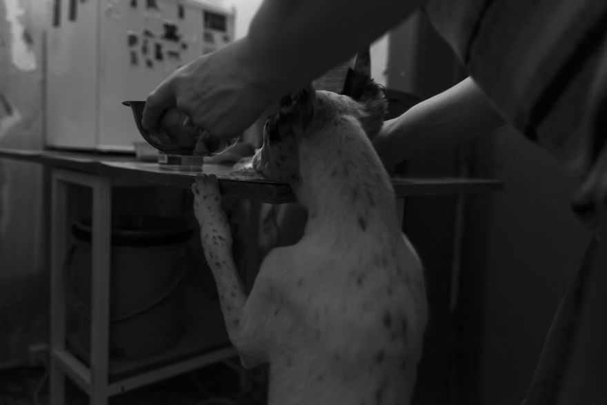 I Capture A Heartbreaking Story About A Woman That Dedicated Her Life To Stray Cats Despite Her Own Hardships I Capture A Heartbreaking Story About A Woman That Dedicated Her Life To Stray Cats Despite Her Own Hardships