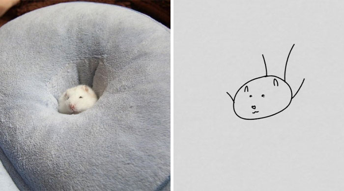 Funny-Poorly-Drawn-Animals-Poorlydraws