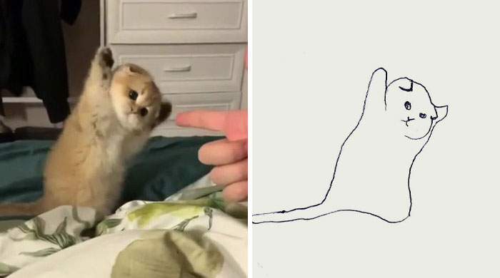 Funny-Poorly-Drawn-Animals-Poorlydraws