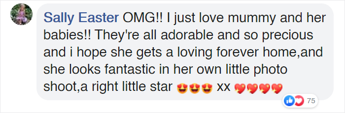 This Pit Bull Gets Her Own Maternity Photoshoot And She Looks Absolutely Glowing