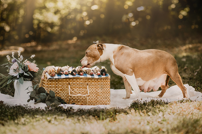 This Pit Bull Gets Her Own Maternity Photoshoot And She Looks Absolutely Glowing This Pit Bull Gets Her Own Maternity Photoshoot And She Looks Absolutely Glowing
