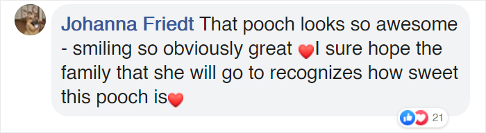 This Pit Bull Gets Her Own Maternity Photoshoot And She Looks Absolutely Glowing