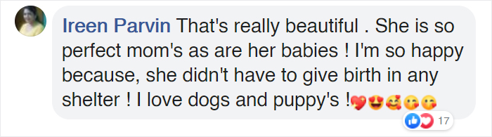 This Pit Bull Gets Her Own Maternity Photoshoot And She Looks Absolutely Glowing