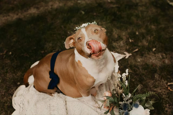 This Pit Bull Gets Her Own Maternity Photoshoot And She Looks Absolutely Glowing This Pit Bull Gets Her Own Maternity Photoshoot And She Looks Absolutely Glowing