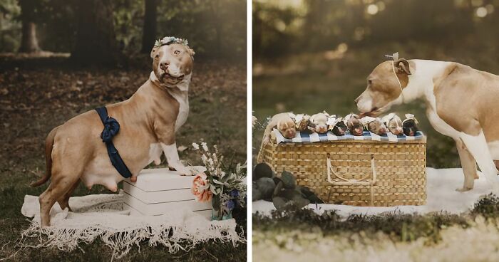 This Pit Bull Gets Her Own Maternity Photoshoot And She Looks Absolutely Glowing