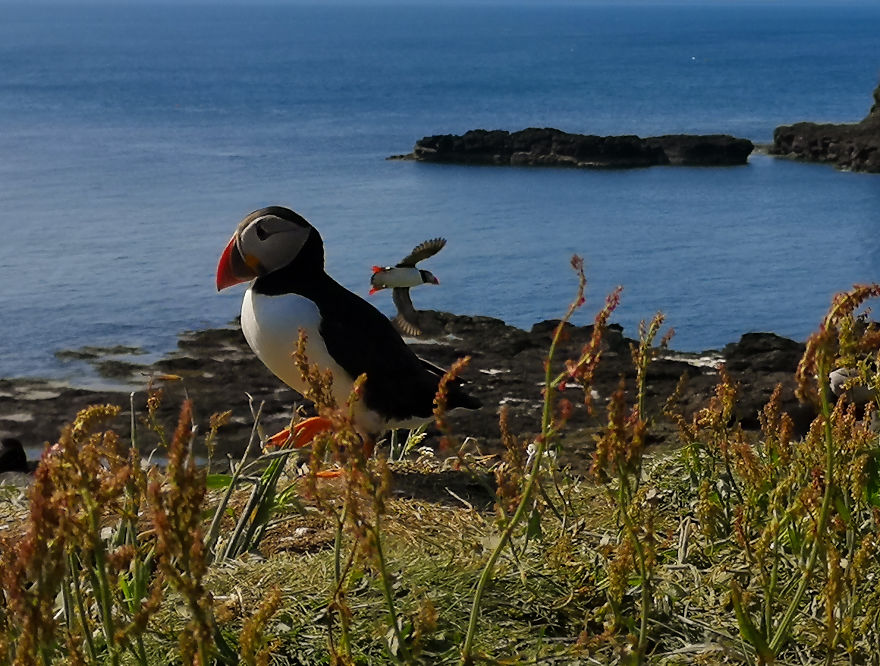 I Traveled To Scotland To See Its Beautiful Nature And Watch Rare Birds (32 Pics)