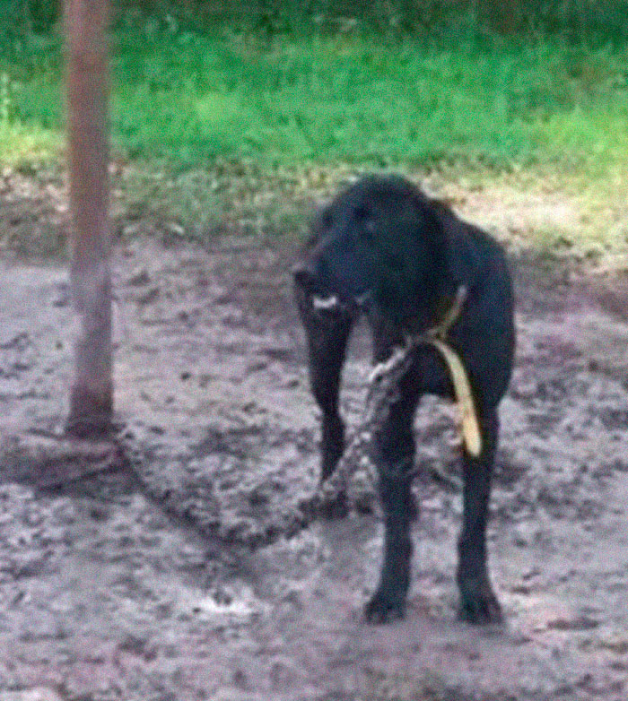 Rescue-Dogs-Stories-Megan-Burris