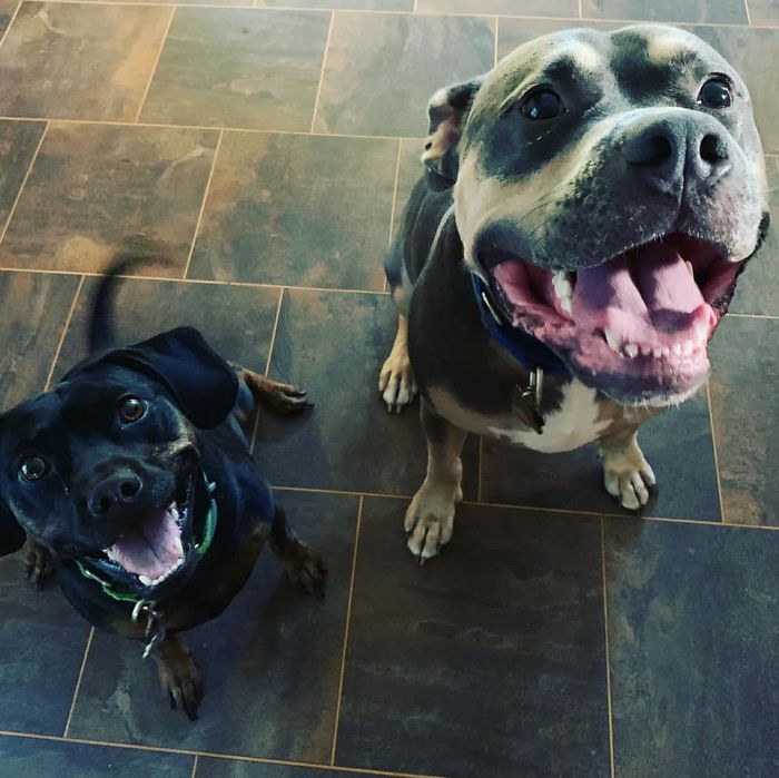 Rescue-Dogs-Stories-Megan-Burris